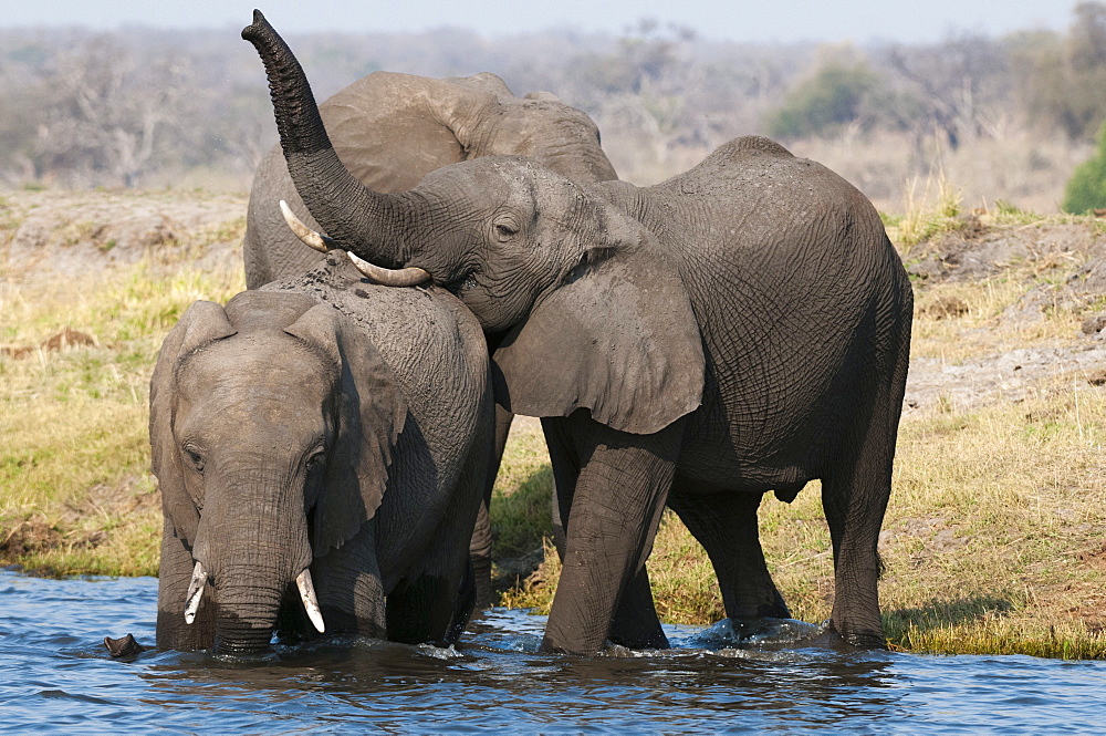 Elephants (Loxodonta africana), Chobe National Park, Botswana, Africa