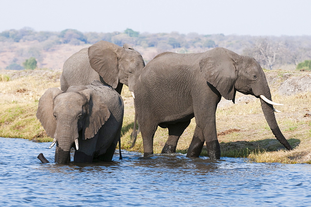 Elephants (Loxodonta africana), Chobe National Park, Botswana, Africa