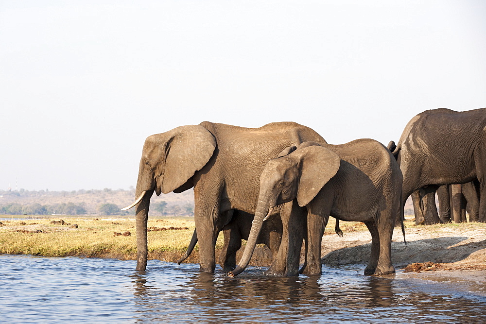 Elephants (Loxodonta africana), Chobe National Park, Botswana, Africa