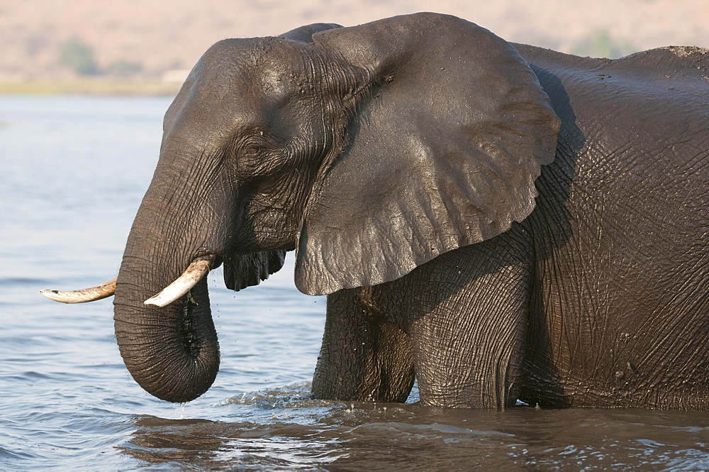 Elephants (Loxodonta africana), Chobe National Park, Botswana, Africa