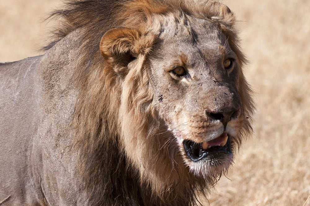 Lion (Panthera leo), Savuti, Chobe National Park, Botswana, Africa