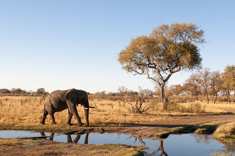 Elephant (Loxodonta africana), Chobe National Park, Botswana, Africa