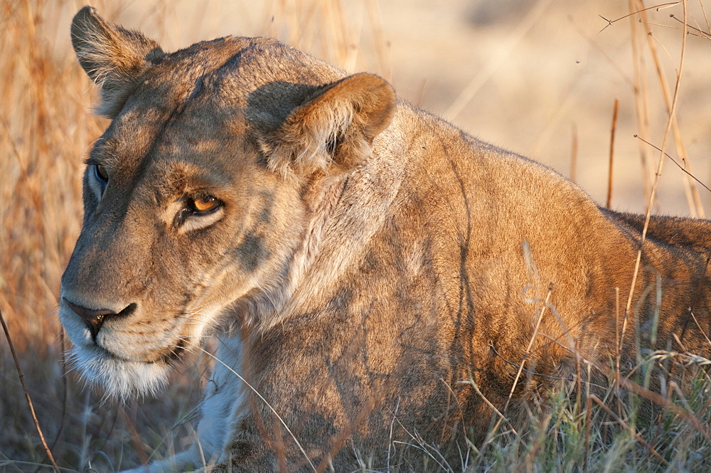 Lions (Panthera leo), Okavango delta, Botswana, Africa