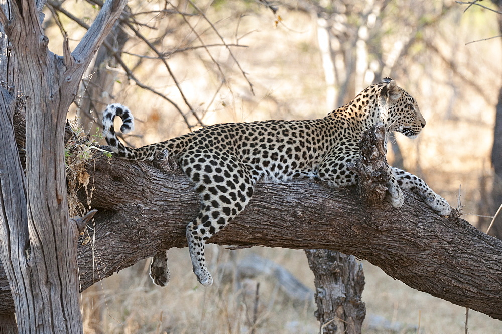 Leopard (Panthera pardus), Okavango delta, Botswana, Africa