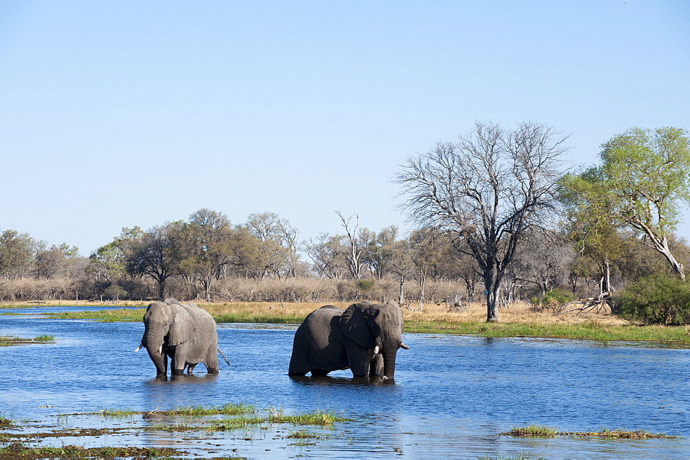 African elephant (Loxodonta africana), Okavango delta, Botswana, Africa