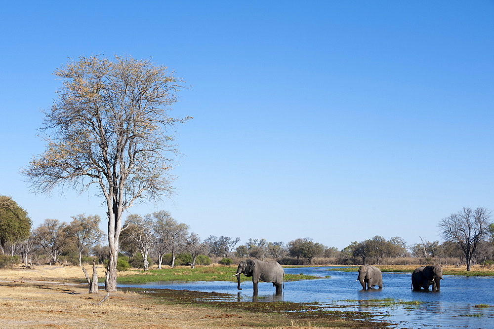 African elephant (Loxodonta africana), Okavango delta, Botswana, Africa