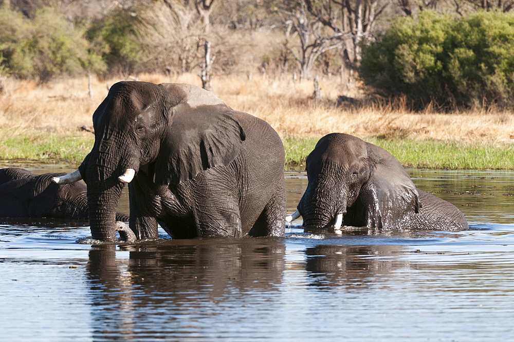 African elephant (Loxodonta africana), Okavango delta, Botswana, Africa