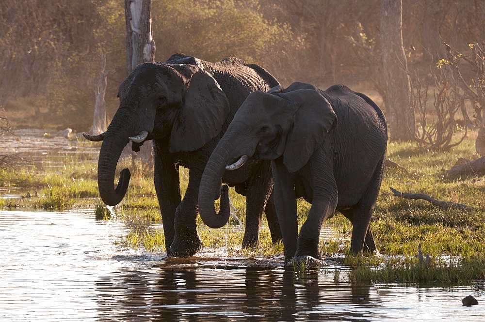 African elephants (Loxodonta africana), Okavango delta, Botswana, Africa