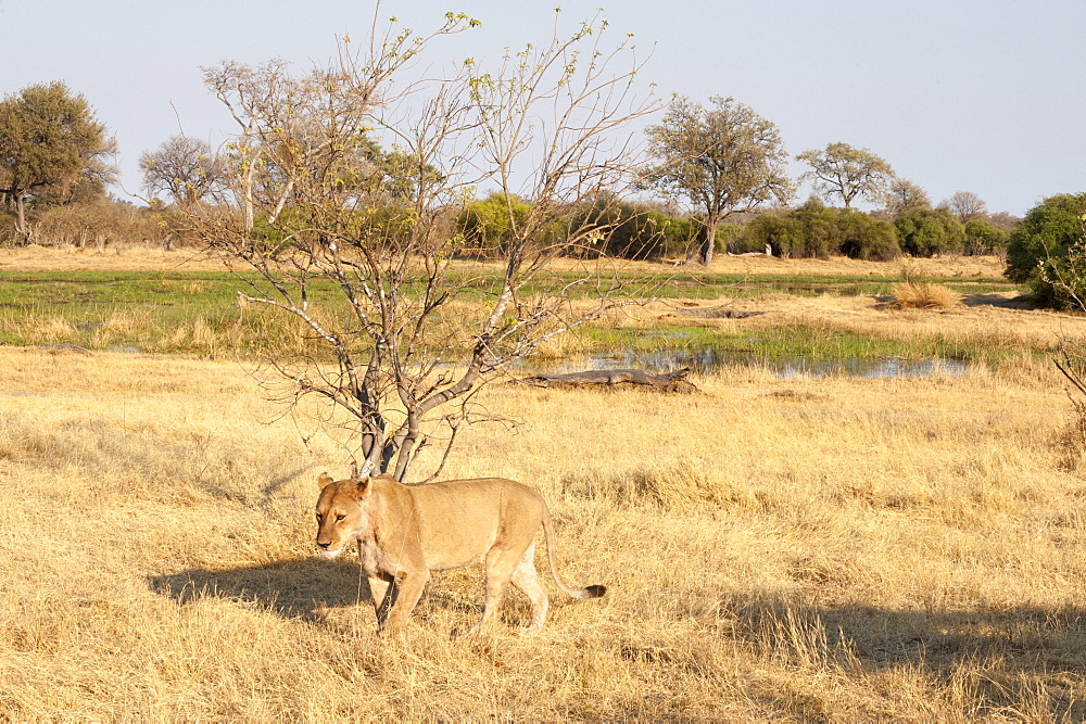 Lions (Panthera leo), Okavango delta, Botswana, Africa