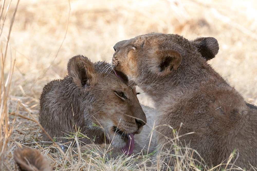 Lions (Panthera leo), Okavango delta, Botswana, Africa