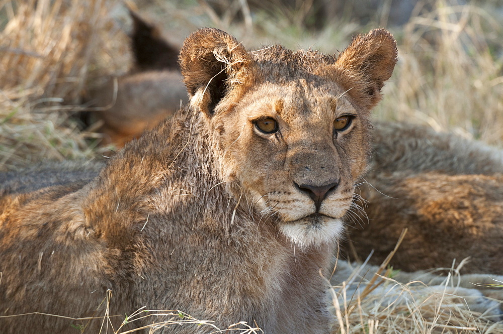 Lions (Panthera leo), Okavango delta, Botswana, Africa