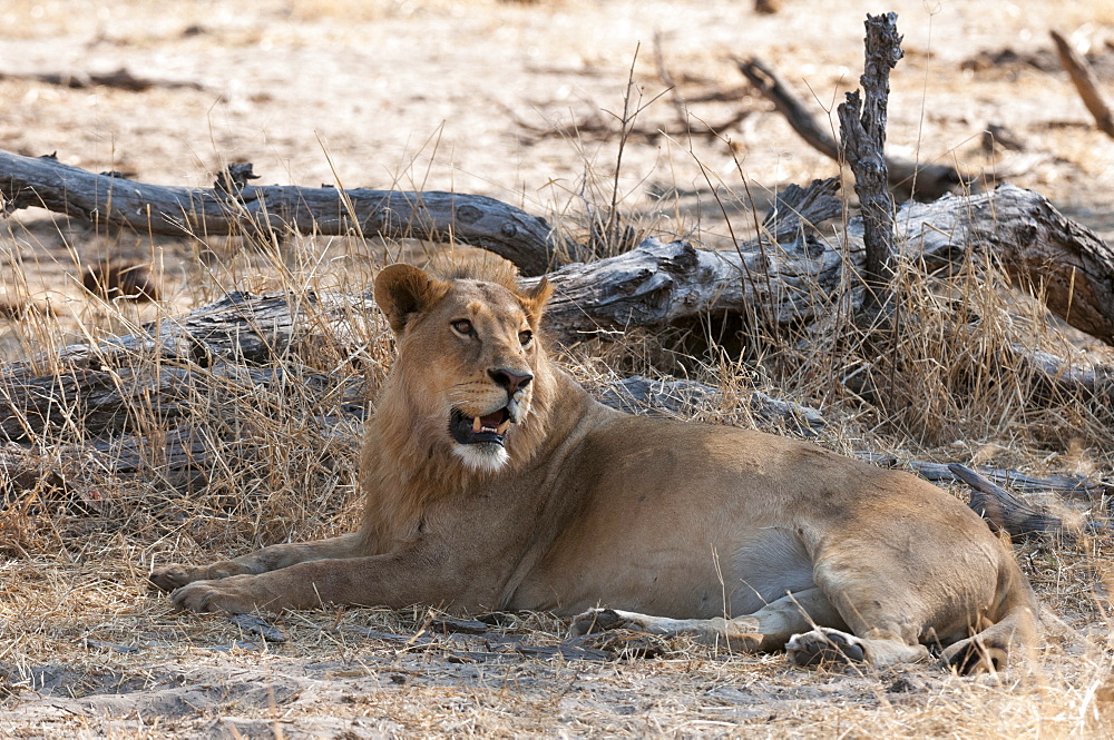 Lion (Panthera leo), Okavango delta, Botswana, Africa