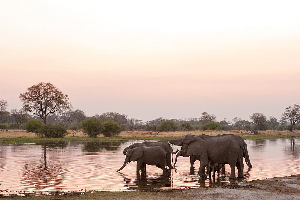 African elephant (Loxodonta africana), Okavango delta, Botswana, Africa