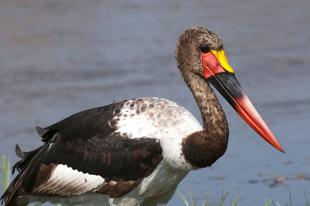 Saddle-billed stork (Ephippiarhynchus senegalensis), Okavango delta, Botswana, Africa