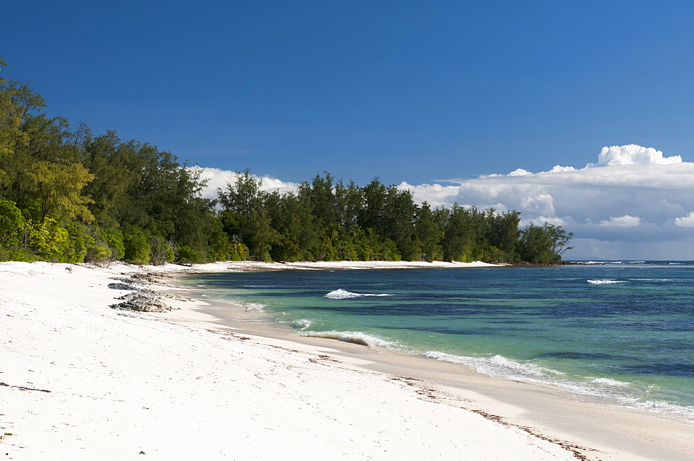 Denis Island, Seychelles, Indian Ocean, Africa