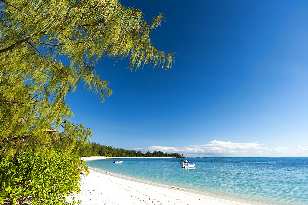 Denis Island, Seychelles, Indian Ocean, Africa