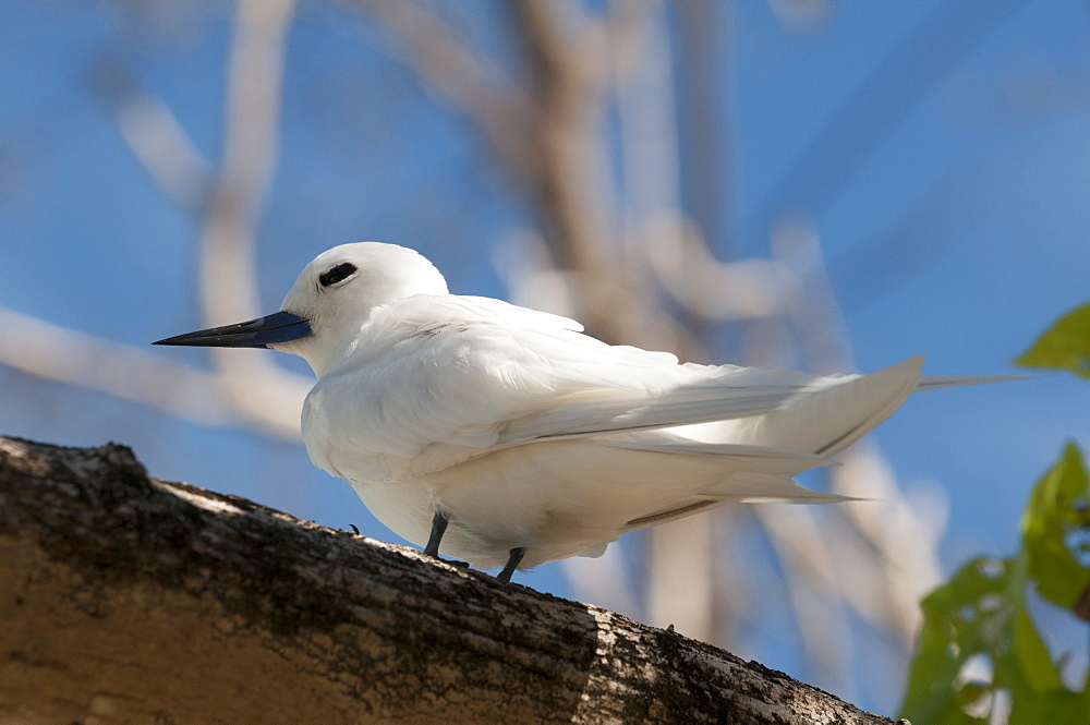 Common white-tern (Gygis alba), Denis Island, Seychelles, Indian Ocean, Africa