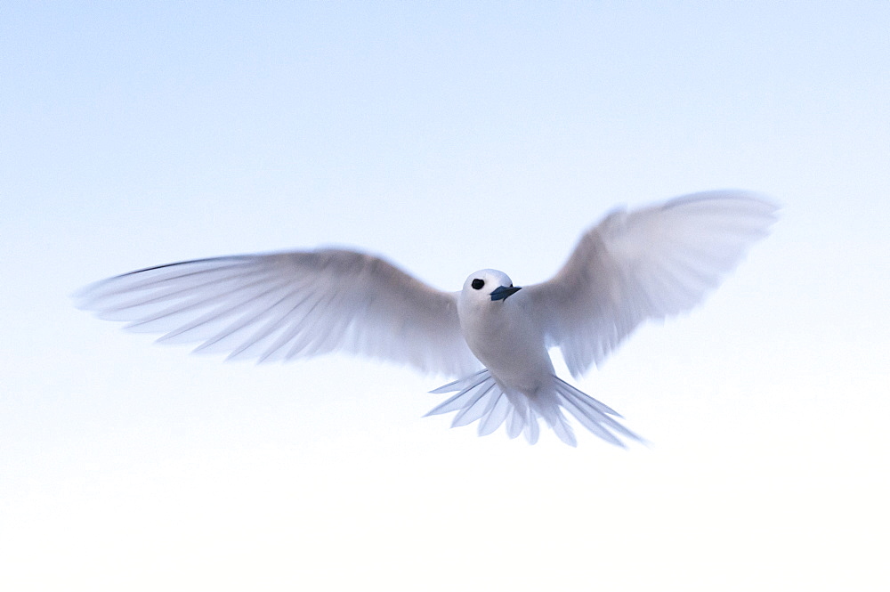 Common white-tern (Gygis alba), Denis Island, Seychelles, Indian Ocean, Africa