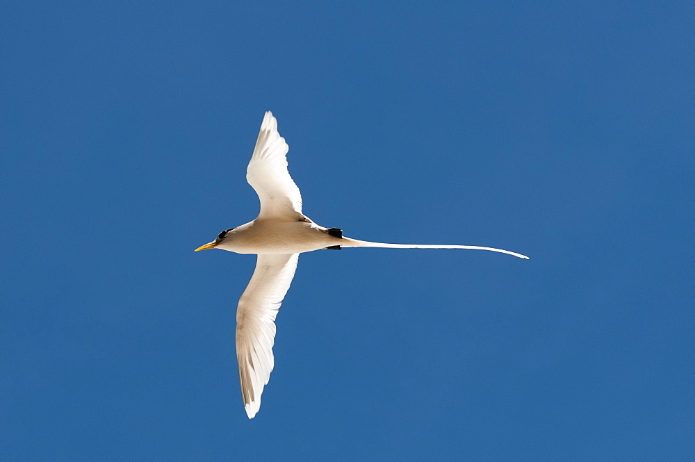 White-tailed tropicbird (Phaethon lepturus), Fregate Island, Seychelles, Indian Ocean, Africa