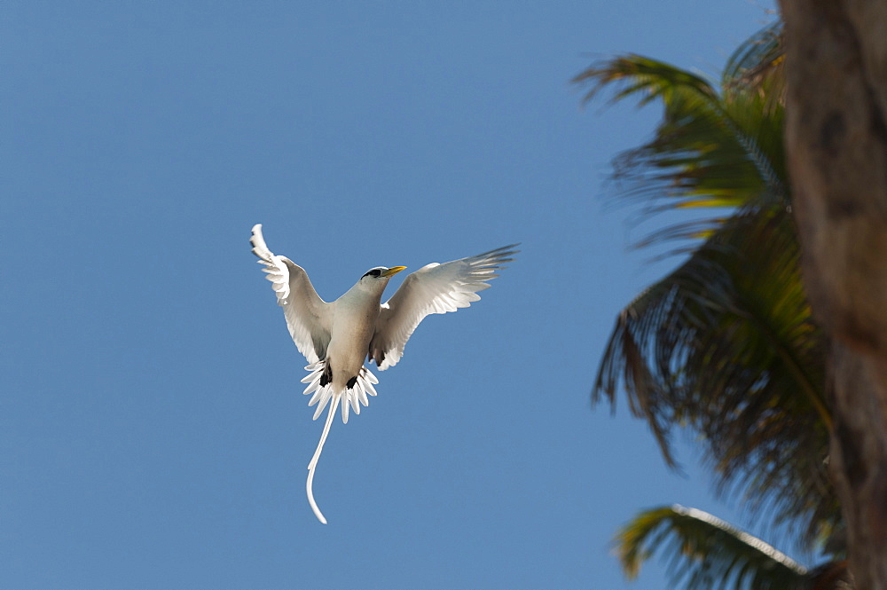 White-tailed tropicbird (Phaethon lepturus), Fregate Island, Seychelles, Indian Ocean, Africa