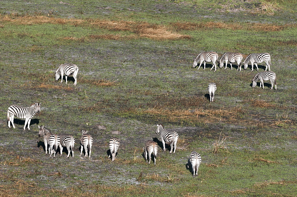 Aerial view of plains zebras (Equus quagga), Okavango Delta, Botswana, Africa 