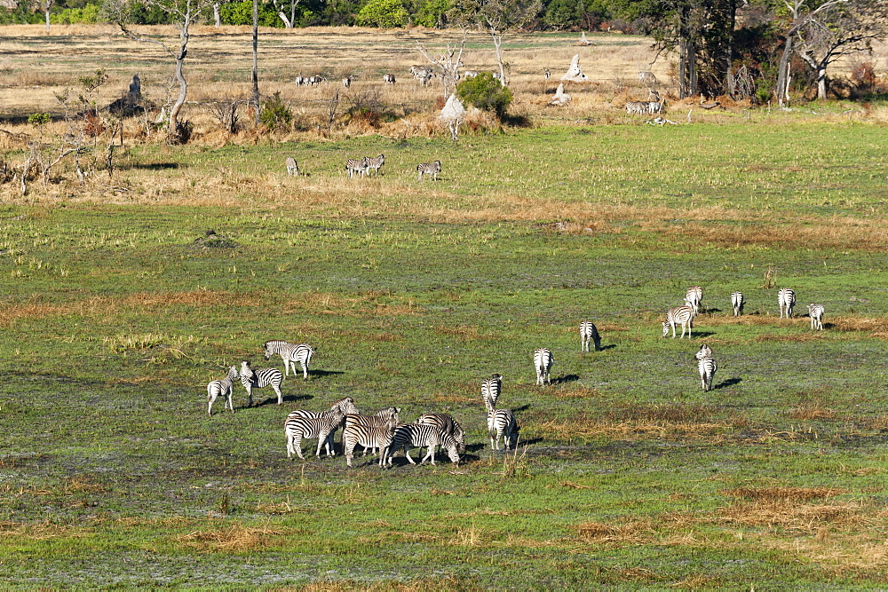 Aerial view of plains zebras (Equus quagga), Okavango Delta, Botswana, Africa .