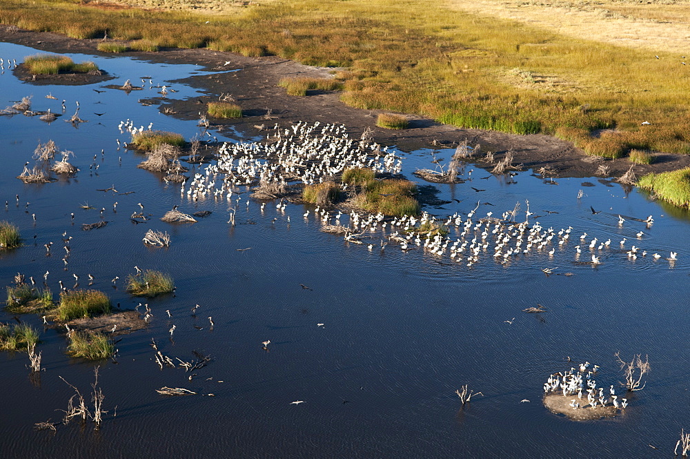 Aerial view of great white pelicans (Pelecanus onocrotalus), Okavango Delta, Botswana, Africa 