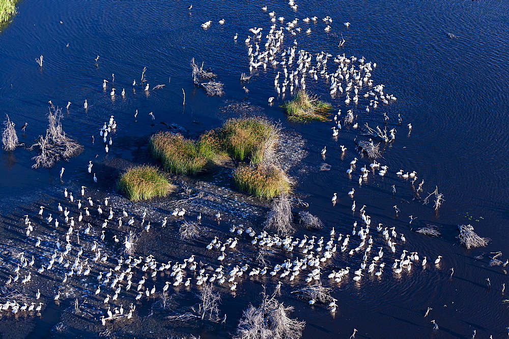 Aerial view of great white pelicans (Pelecanus onocrotalus), Okavango Delta, Botswana, Africa 