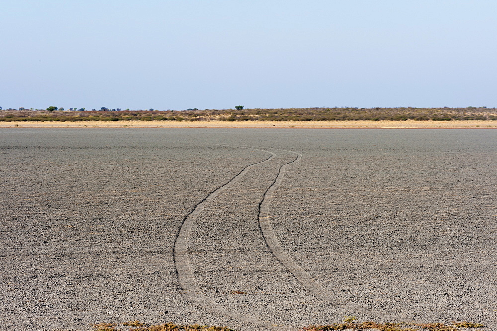 Central Kalahari National Park, Botswana, Africa 