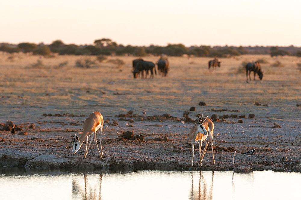 Springbok (Antidorcas marsupialis) at waterhole, Nxai Pan National Park, Botswana, Africa 