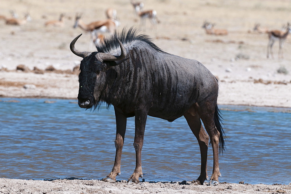 Blue wildebeest (Connochaetes taurinus), Nxai Pan National Park, Botswana, Africa 