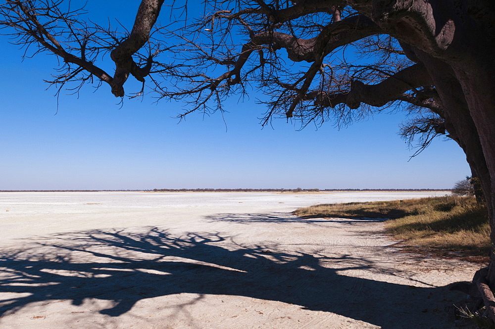 Baines baobabs, Kudiakam Pan, Nxai Pan National Park, Botswana, Africa 