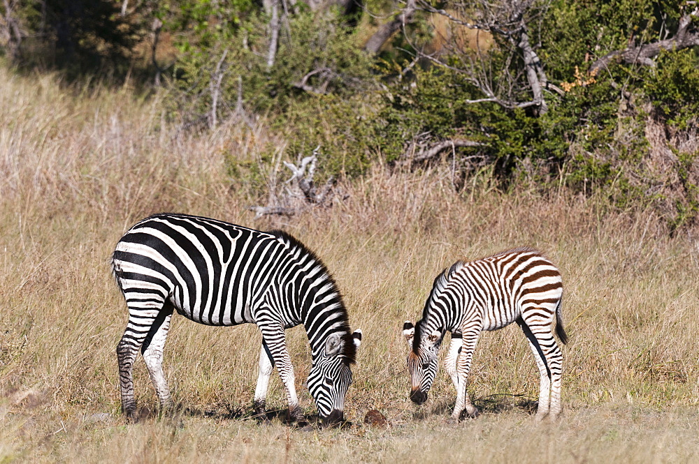 Zebra, Khwai Concession, Okavango Delta, Botswana, Africa 