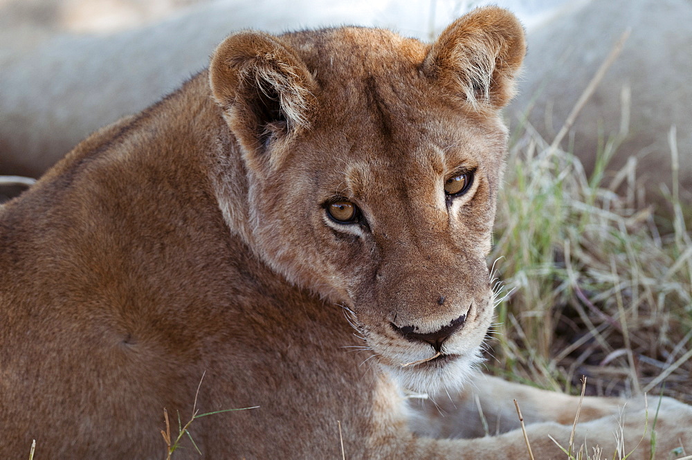 Lion (Panthera leo), Khwai Concession, Okavango Delta, Botswana, Africa 