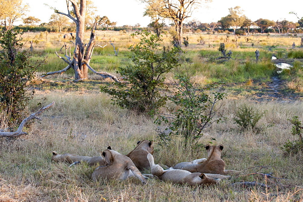 Lion (Panthera leo), Khwai Concession, Okavango Delta, Botswana, Africa 