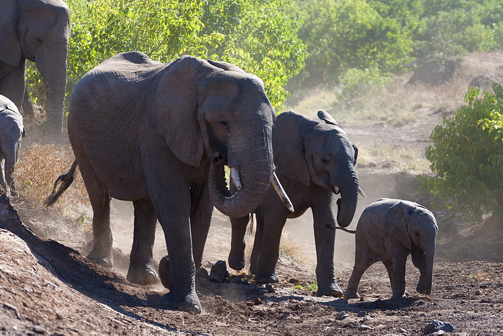 African elephant (Loxodonta africana), Mashatu Game Reserve, Botswana, Africa 