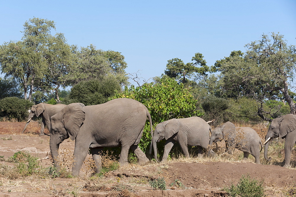 African elephant (Loxodonta africana), Mashatu Game Reserve, Botswana, Africa 