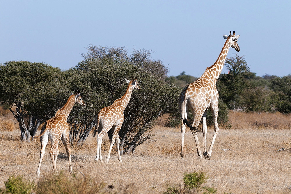 Southern giraffe (Giraffa camelopardalis), Mashatu Game Reserve, Botswana, Africa 