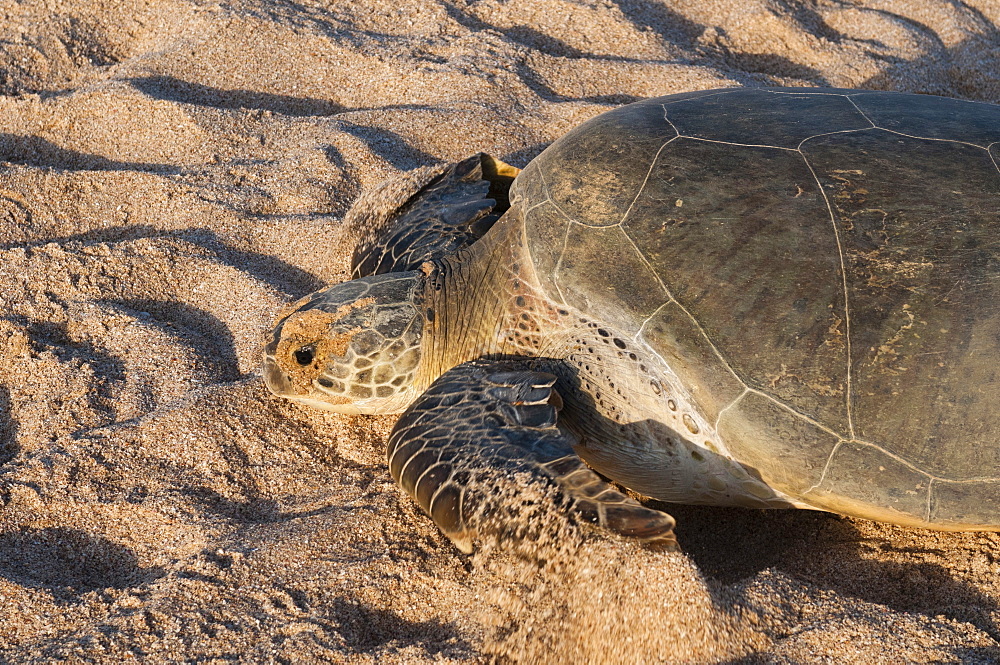 Green turtle, Ras Al Jinz, Oman.