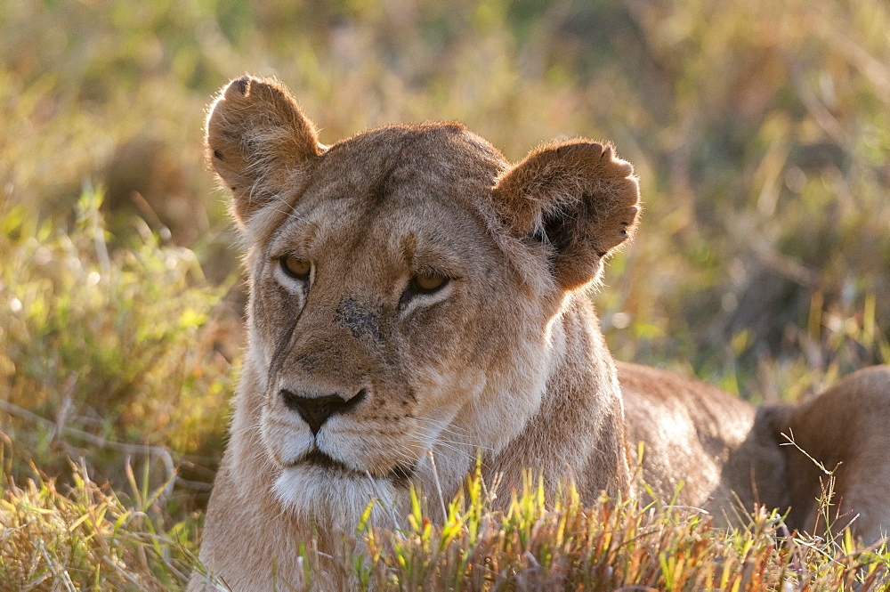 Lion (Panthera leo), Masai Mara, Kenya, East Africa, Africa