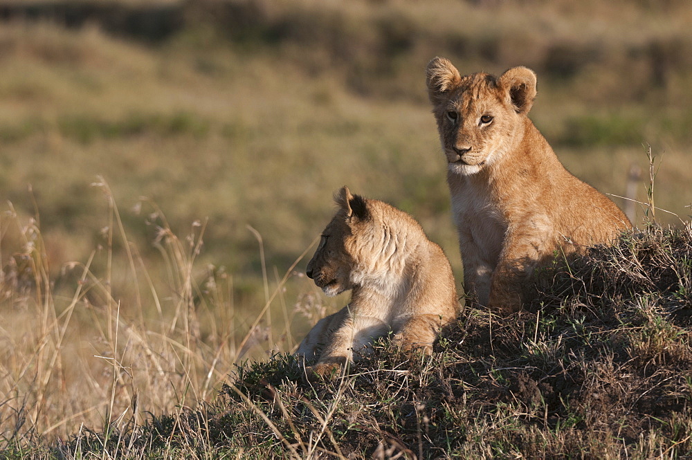 Lion (Panthera leo), Masai Mara, Kenya, East Africa, Africa