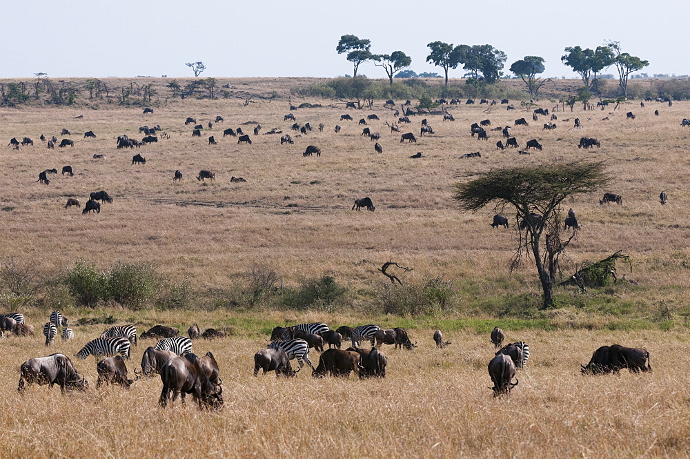 Wildebeest (Connochaetes taurinus), Masai Mara, Kenya, East Africa, Africa