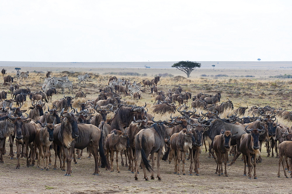 Wildebeest (Connochaetes taurinus) approaching the Mara River, Masai Mara, Kenya, East Africa, Africa