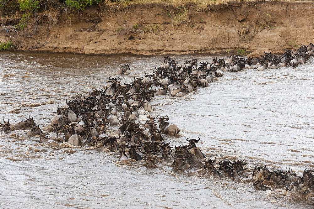 Wildebeest (Connochaetes taurinus) crossing the Mara River, Masai Mara, Kenya, East Africa, Africa