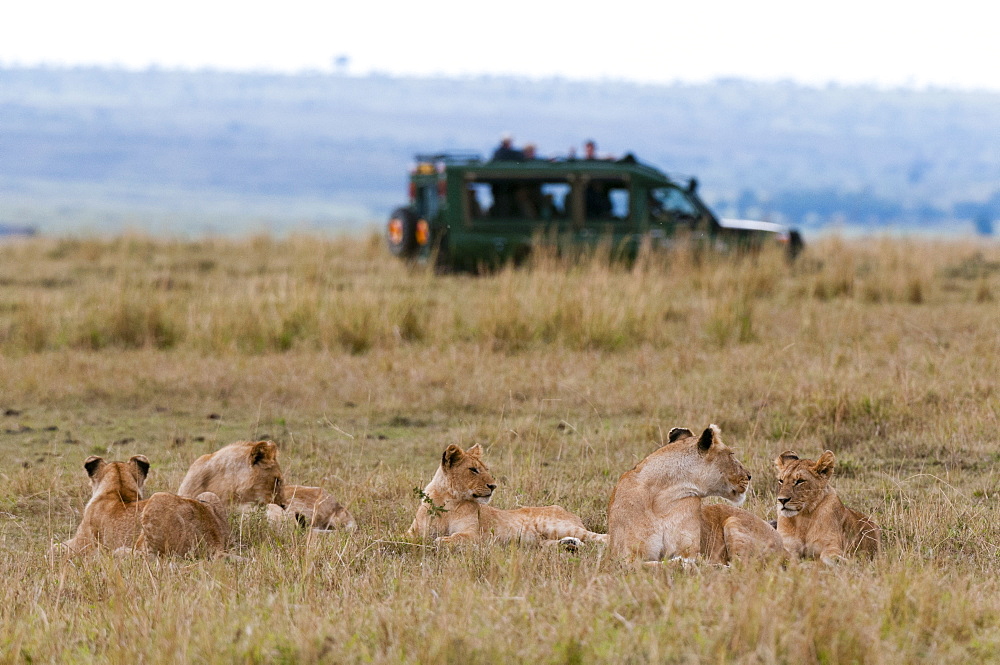 Lion (Panthera leo), Masai Mara, Kenya, East Africa, Africa