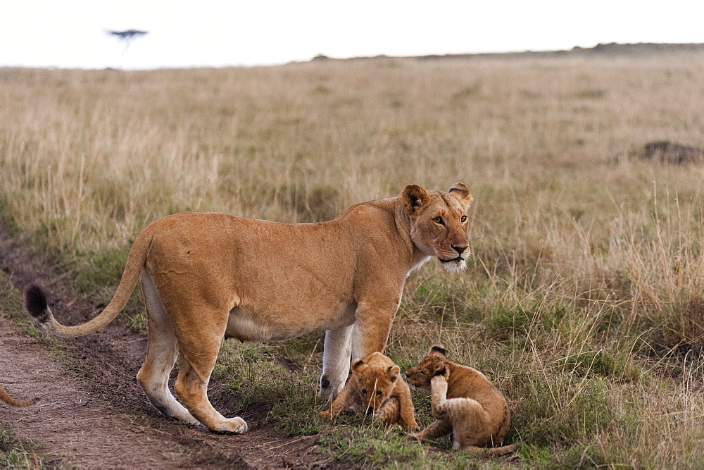 Lion (Panthera leo), Masai Mara, Kenya, East Africa, Africa