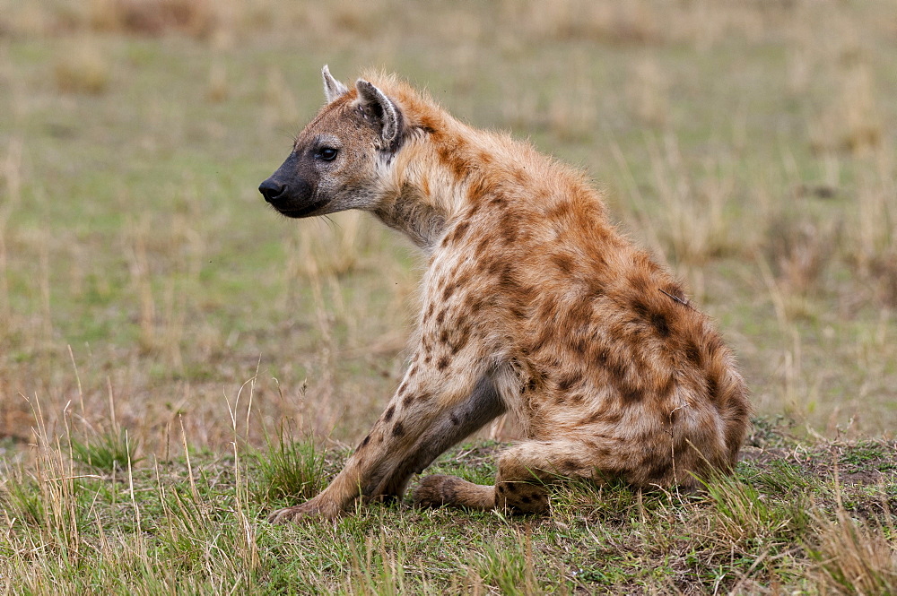 Spotted hyaena (Crocuta crocuta), Masai Mara, Kenya, East Africa, Africa