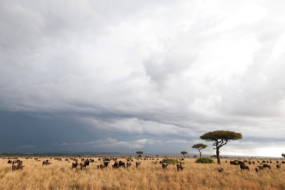 Wildebeest (Connochaetes taurinus), Masai Mara, Kenya, East Africa, Africa