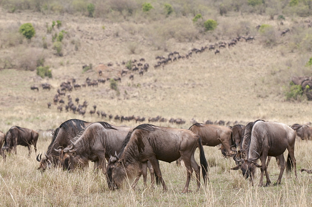 Wildebeest (Connochaetes taurinus), Masai Mara, Kenya, East Africa, Africa