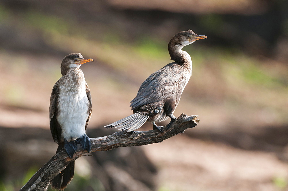 White-breasted cormorant (Phalacrocorax lucidus), Chobe National Park, Botswana, Africa